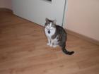 2 Kater suchen liebevolles zu Hause