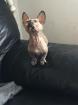 Sphynx Kätzchen für Ihr Zuhause