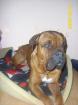 Liebe Bordeaux-Dogge