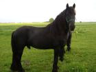Friesenhengst