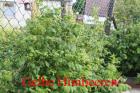 Biete Gelbe Himbeeren Getopft.