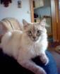Perser Colorpoint Deckkater