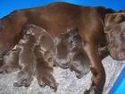 Labradorwelpen braun aus liebevoller Familienzucht abzugeben Preis 550 - Euro
