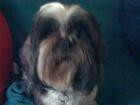Shih Zu Rüde Gismo