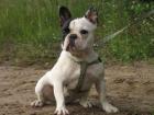 Schöne Französische Bulldogge