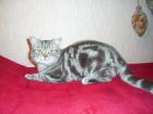 BKH DECKKATER BLUE-SILVER-CLASSIC-TABBY