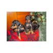 Dobermann Welpen