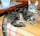 Kater Lio in Hamburg Hamm 27. 02. entlaufen