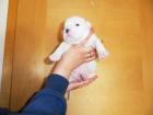 Olde english Bulldog Welpen