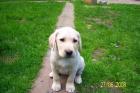 BLONDE LABRADOR WELPEN ABZUGEBEN COTTBUS FP 430Euro