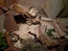 Terrarium und / oder 2 Bartagame