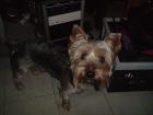 Yorshire Terrier sucht ein neues Zuhause