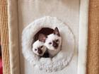 Thaikaterchen alte Art der Siam Kitten Baby
