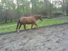 RB in Rudow western