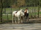 Schicke PAINT HORSE STUTE sucht neuen liebevollen Besitzer