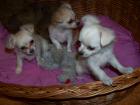 Chihuahua Welpen