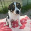 Romeo - muss noch Vertrauen fassen