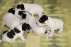 Langbeinige reinrassige Jack Russell Terrier