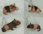 Original Skinny Nacktmeerschweinchen