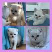 Britisch-Kurzhaar - Scottish-Fold-Shorthair-Mischlings-Katzenbabys