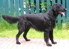 Flatcoated Retriever Welpen