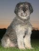 Unser Hütehund-Schnauzer-Mix Bootsmann sucht Hündin zum verlieben