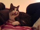 Kater Leo braucht ein neues Zuhause