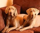 WEIMARANER WELPEN
