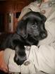 Labradorrüde in schwarz 8 Wochen alt zu verkaufen