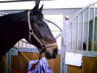 Biete RB an lieber Warmblutstute 1 65