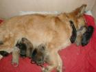 11 bezaubernde Golden Retriever Weisser Schäferhund Mix-Welpen