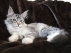 Liebevolle verschmuste Maine Coon Mädchen suchen Kuschelpartner
