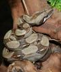 Boa constrictor imperator kolumbien