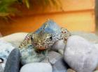 Bergmolch Ichthyosaura Triturus alpestris Nachzuchten