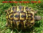 Italienische Landschildkröten Testudo hermanni hermanni Nachzucht 2022