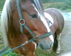 Suche sattelfeste liebe Reitbeteiligung -