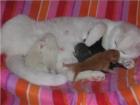 Wir haben noch zwei BKH-Kitten abzugeben