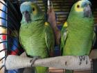 Blaustirnamazonen-Pärchen ggf. f. Zucht M 12J/W 9J