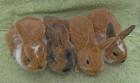 Niedliche junge Zwergkaninchen / Kaninchen abzugeben