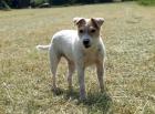 8 Jahre alte struppige Jacky Dame sucht neues Zuhause