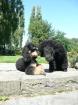Kleinpudel black and tan Ende September 2022