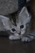 Maine Coon Kitten suchen.