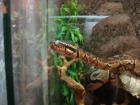 Terrarium mit 2 Königsphytons