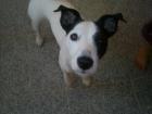 Jack Russell Terrier Hündin