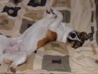 Unser schöner Jack Russell Rüde sucht eine schöne und gesunde Hündin