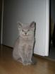 Süßes BKH Kitten darf umziehen