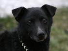 Blacky der Nette
