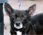 Blacky Menschen misshandelten sie so schwer dass sie ein Auge verlor