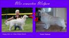 Cremefarbene Golden Retriever Welpen