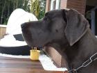 Blaue Deutsche Doggen Hündin 22 Monate m. P.